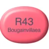 R43 Bougainvillaea