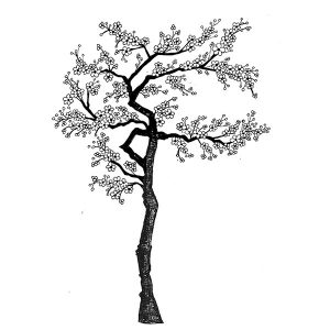 CHERRY BLOSSOM TREE