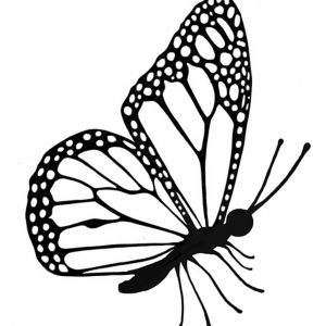 FLUTTERBY MINI