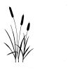 BULRUSHES