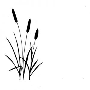 BULRUSHES
