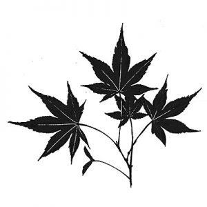 MAPLE LEAF
