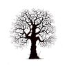 OAK TREE
