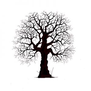 OAK TREE