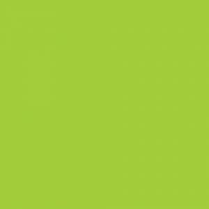 Island parrot
