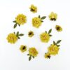 Canary