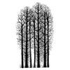 Forest Scene