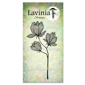 Lilium
